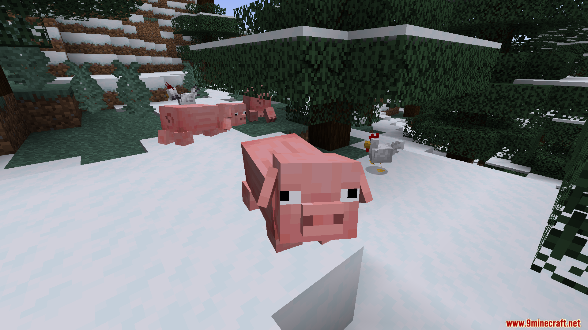 Pigs with new floppy ears in a snowy biome