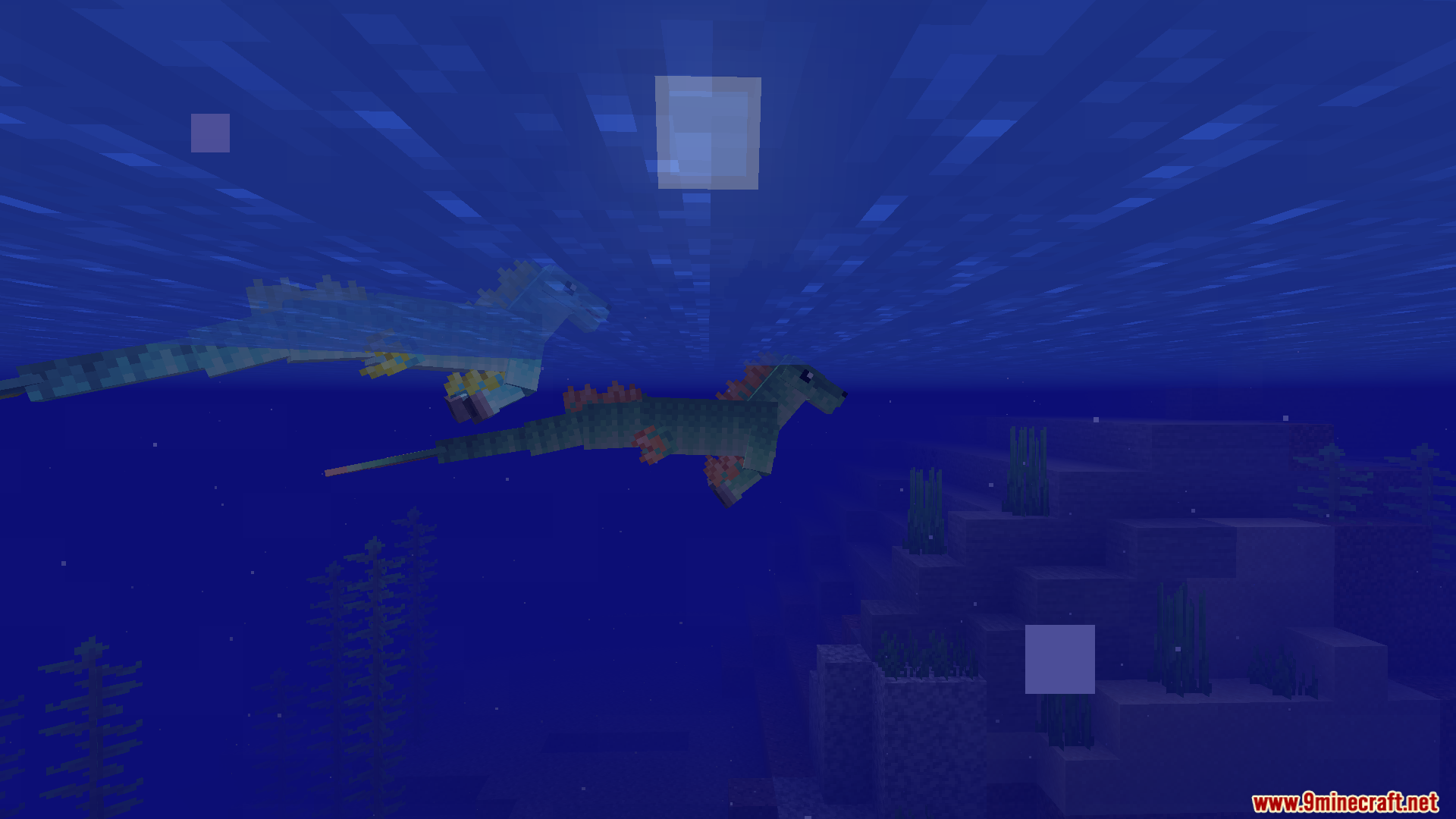 Two hippocampus swimming naturally deep under the water