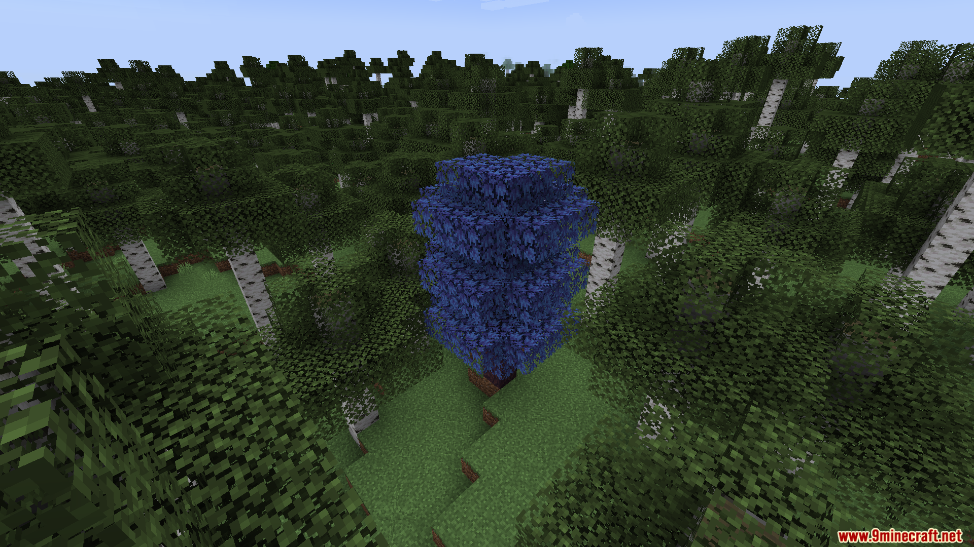 A unique blue-leafed tree in a dense forest