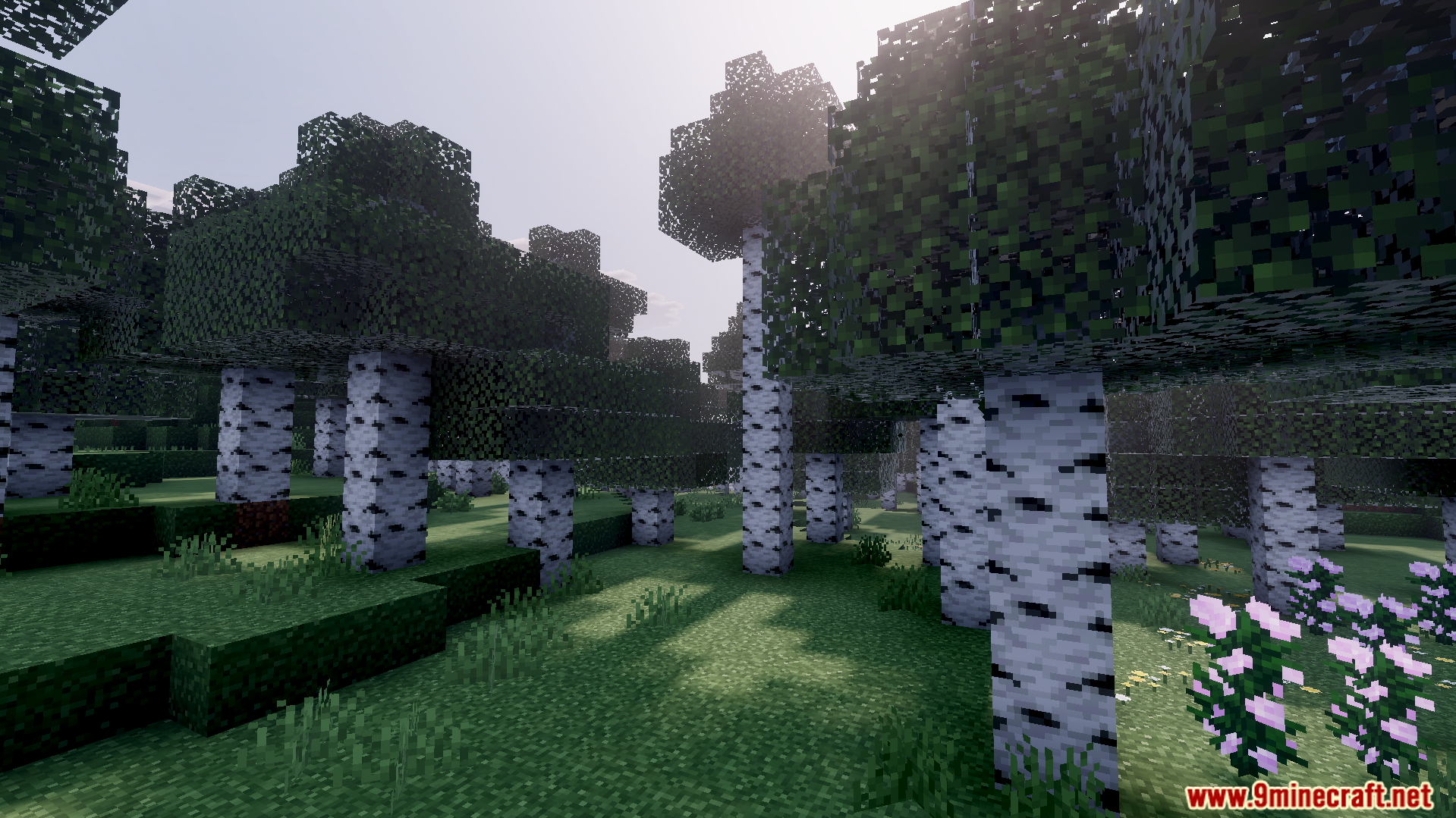 Klash Visuals Deferred PBR Texture Pack Screenshot 3 bright sunlight shining through birch forest trees with high definition shadows
