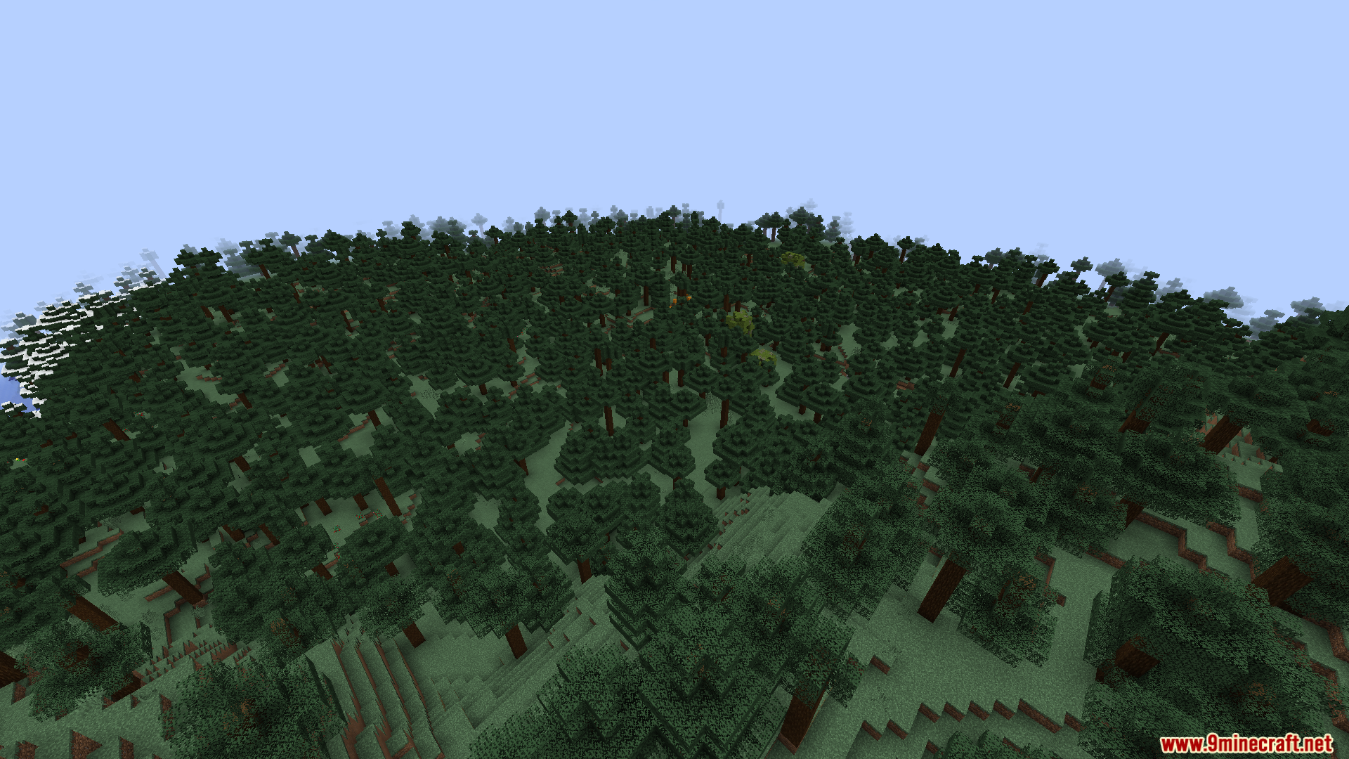 A vast and dense forest of tall spruce trees