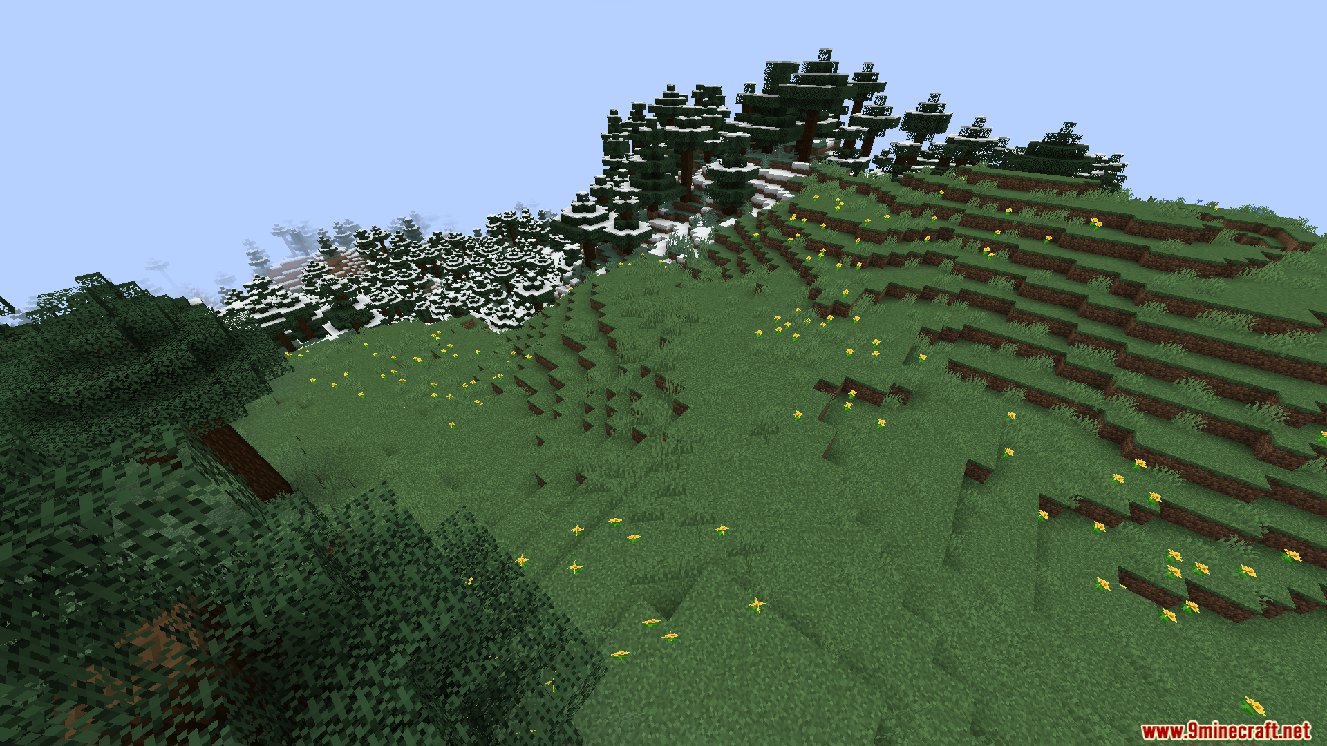 A grassy hillside leading up to a snowy taiga forest