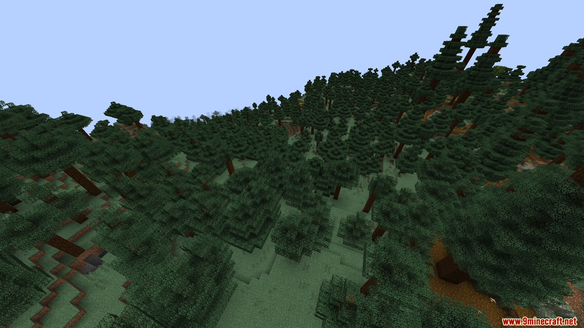 Dense taiga forest with tall spruce trees everywhere