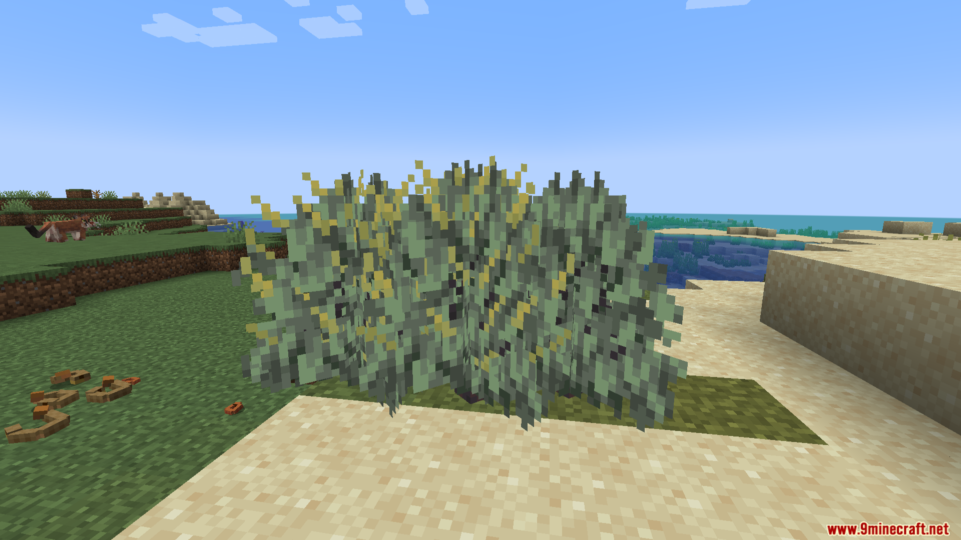 Large green bush with yellow flowers growing on sand near grass blocks