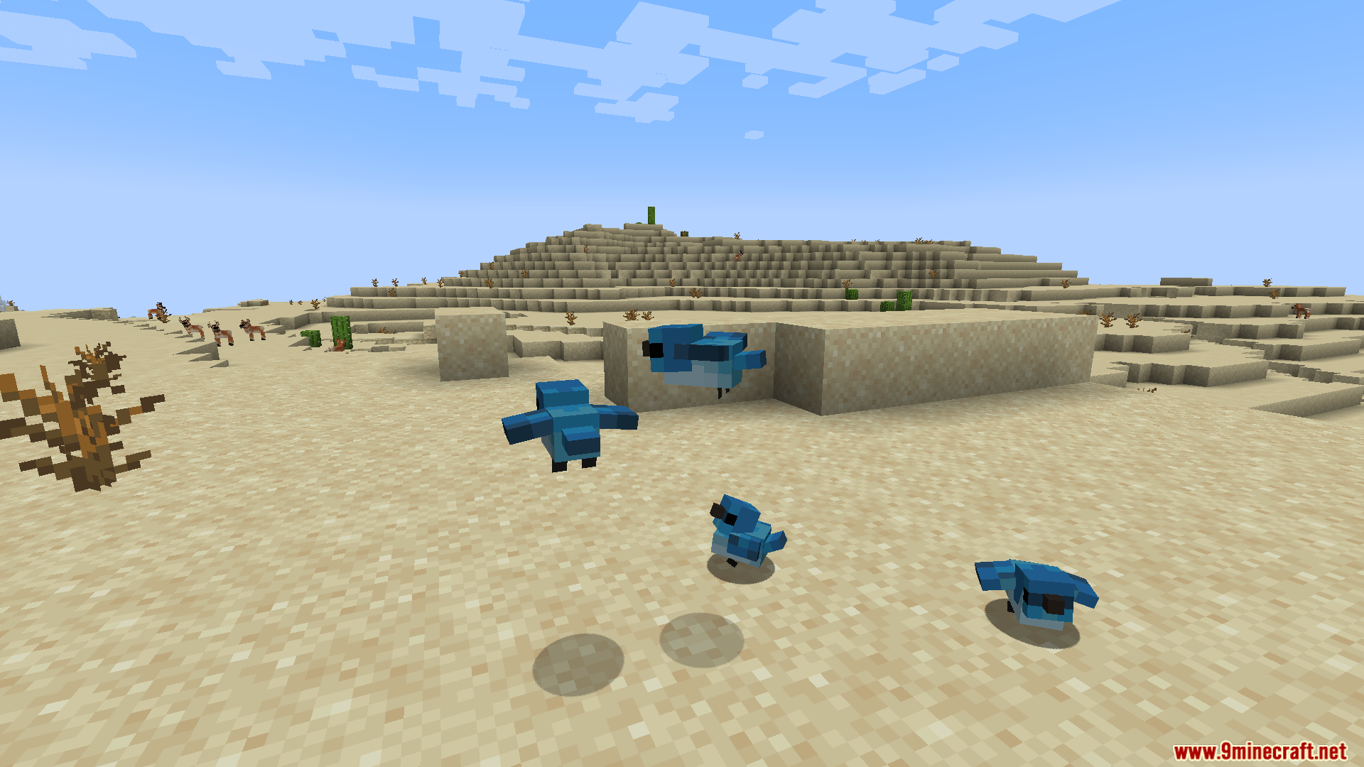 Four small blue birds flying and hopping in a sandy desert biome