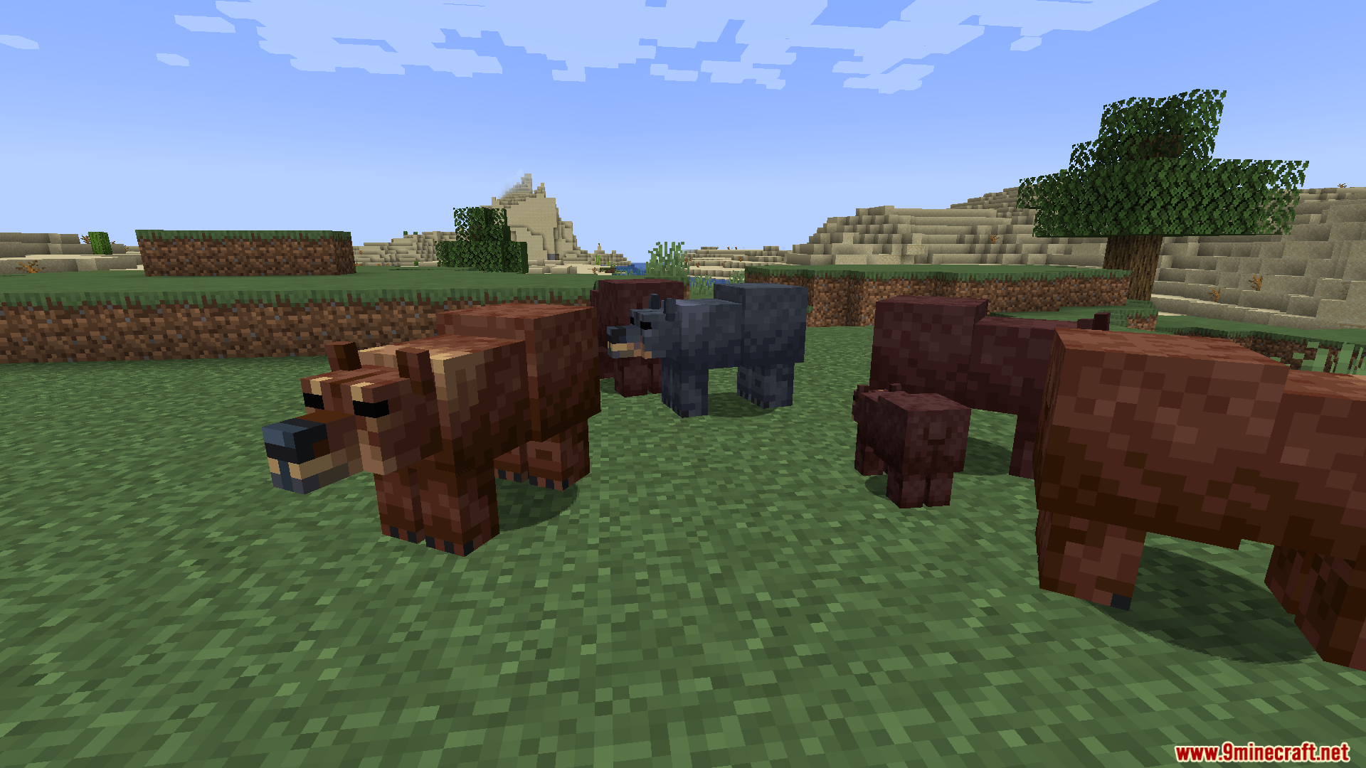 Several brown and grey bears standing together on a grassy plain