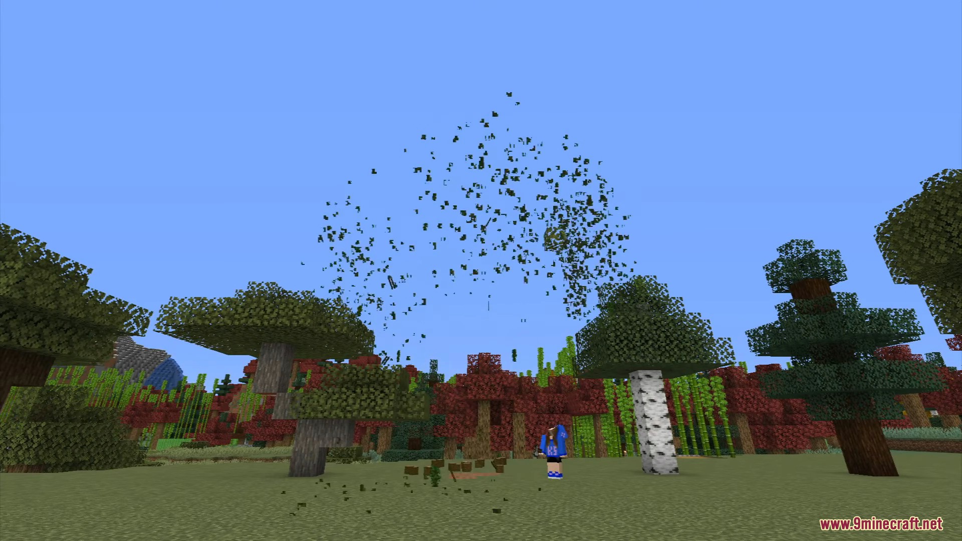 A tall tree coming down with its canopy decaying fast