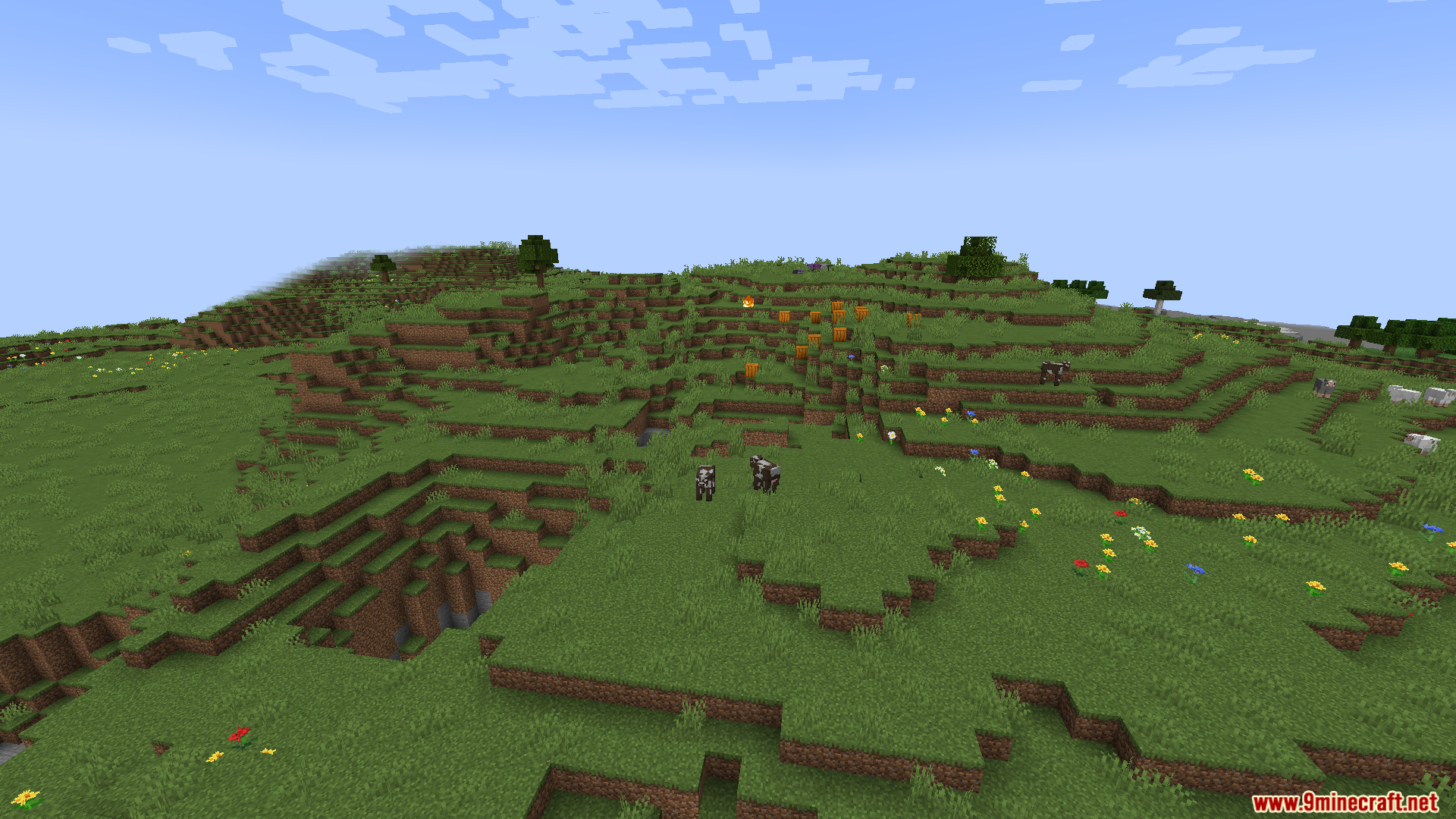 Cows grazing on a grassy hill with pumpkins and trees in the distance