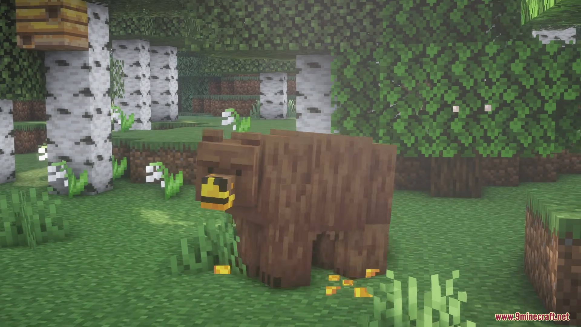 A grizzly bear eating honey near a beehive in a birch forest