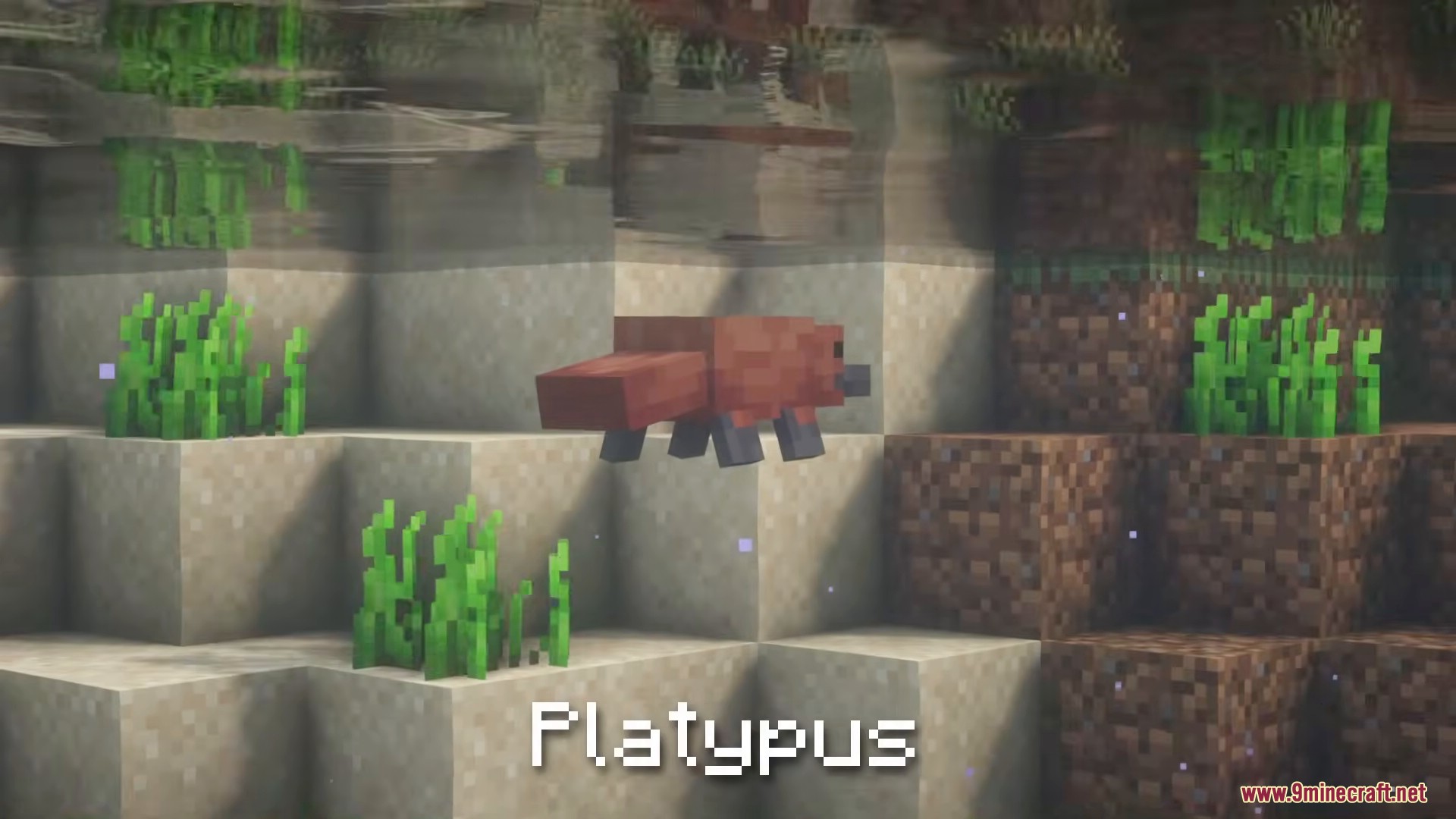 A platypus swimming underwater near sand blocks and green seagrass plants