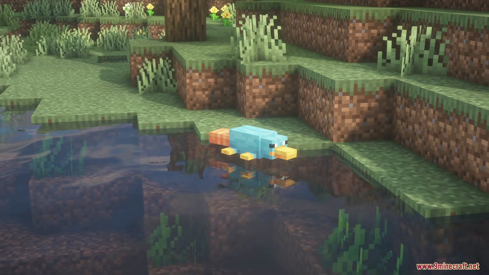 A teal platypus swimming in a lake with a reflection in the water