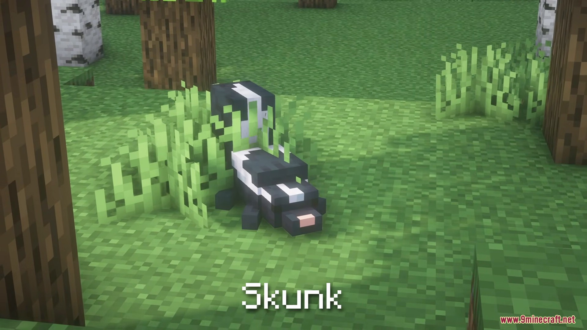 A black and white skunk walking through tall grass in a birch forest