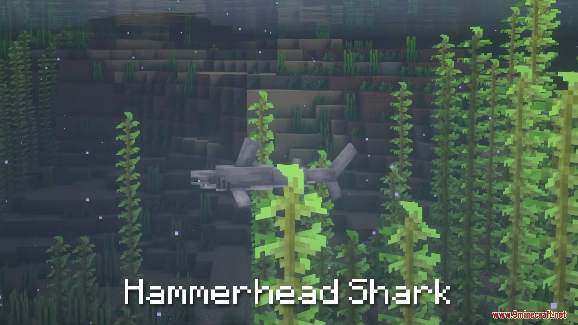 A Hammerhead Shark swimming through tall kelp in the deep ocean