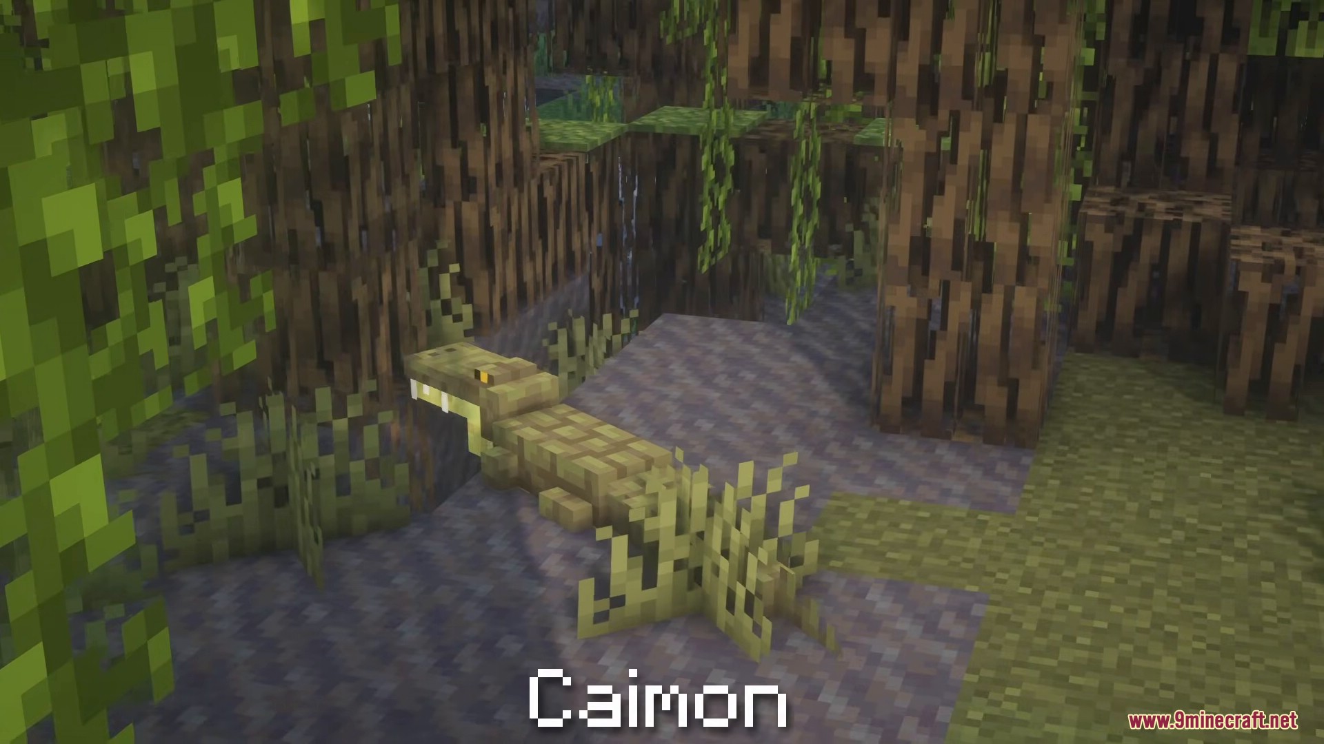 A Caiman resting near the water in a dense mangrove swamp biome