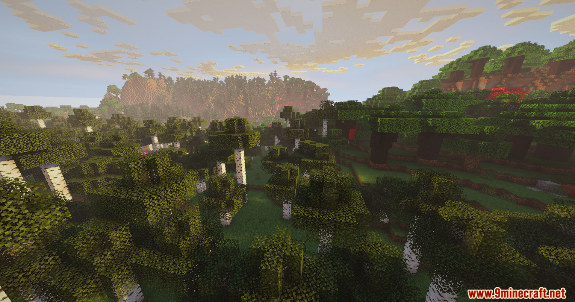 Soft sunlight illuminates a birch forest with rolling hills in the background