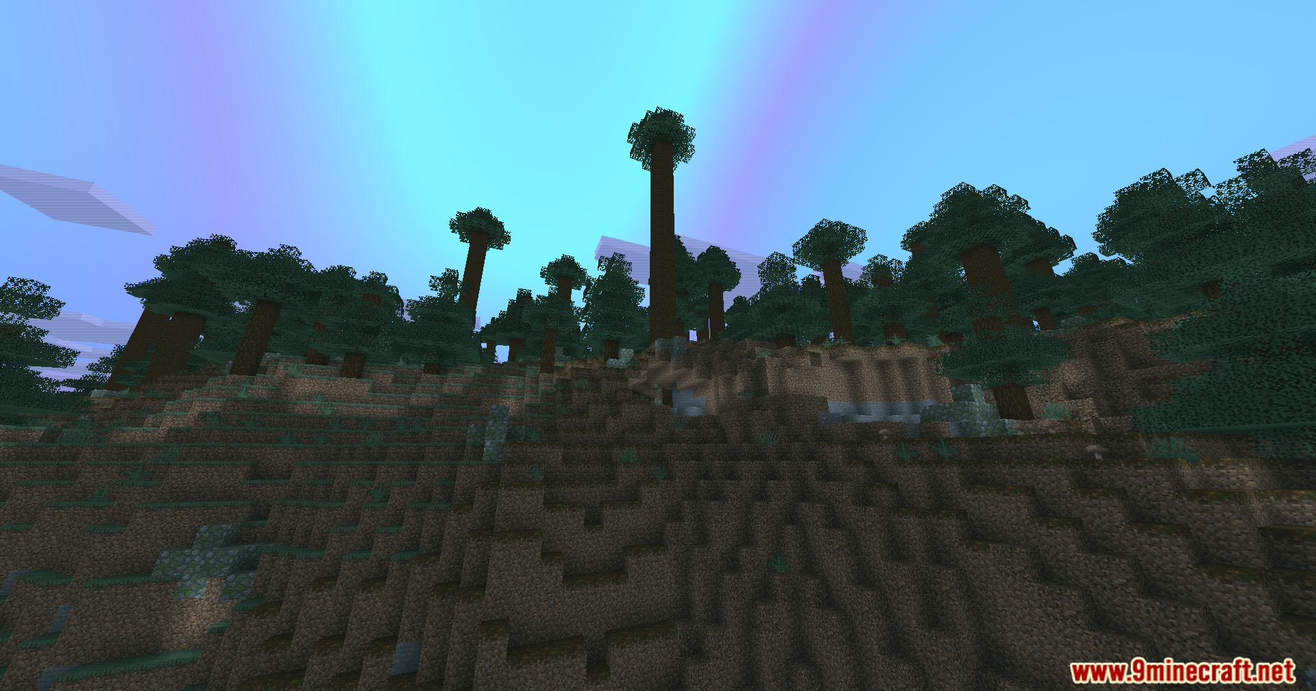 Tall spruce trees reach toward a bright sky filled with colorful aurora