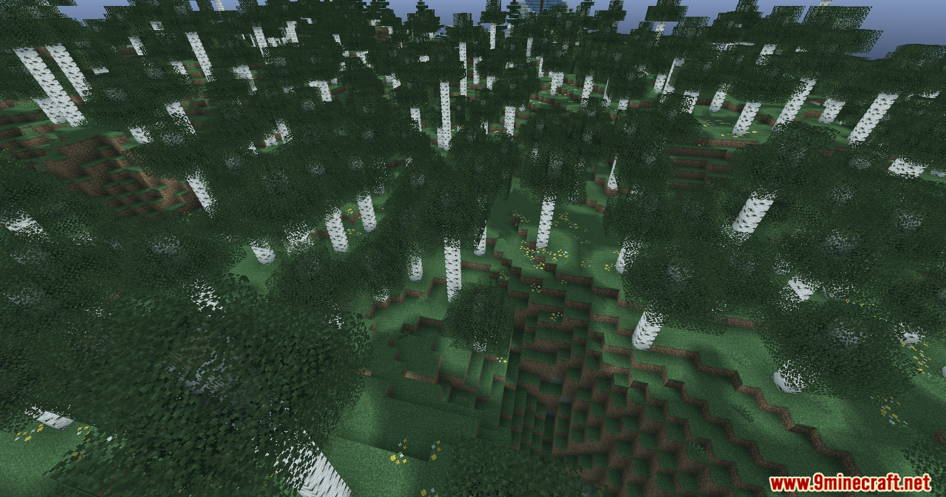 Aerial view of a dense birch forest with cool teal color grading applied