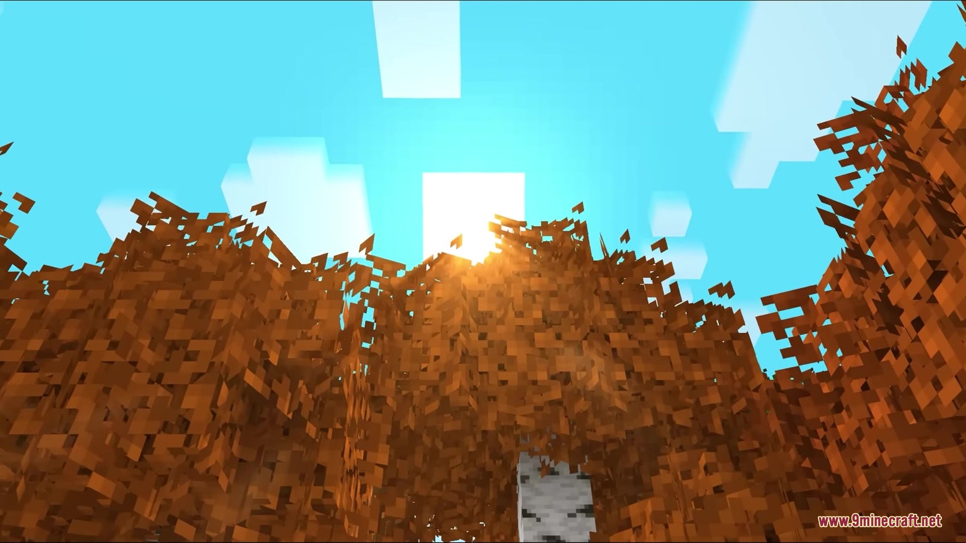 Sunlight shines through the dense orange leaves of a birch tree canopy