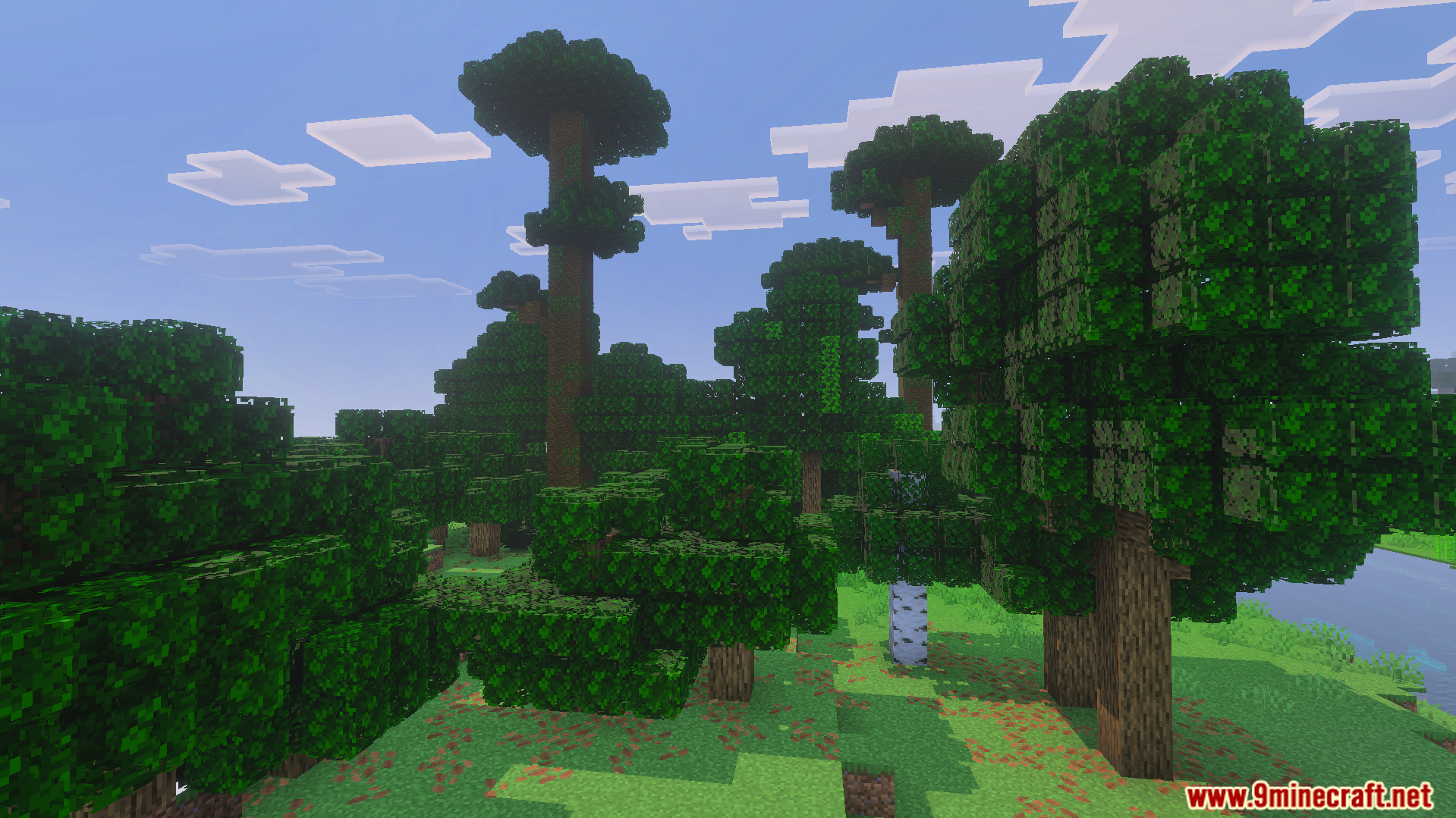 Dense green forest featuring trees with thick and full bushy leaves