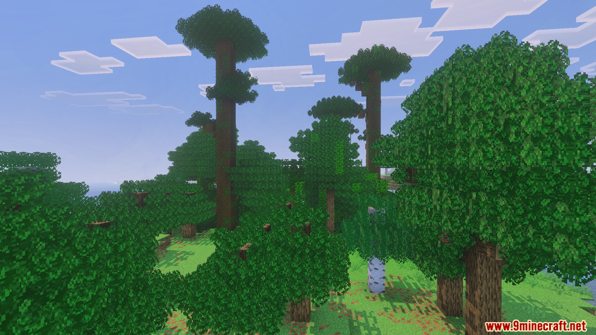 Dense forest landscape with tall trees featuring thick and fluffy leaf canopies