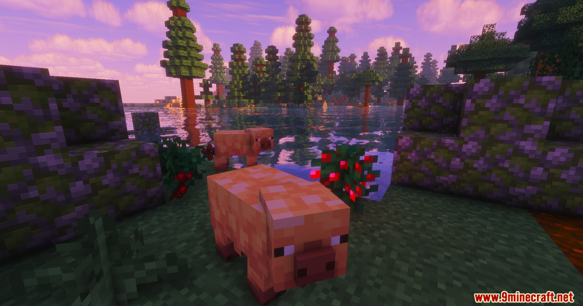 ColorFull Ultra Shaders Screenshot 2 Two pigs standing near a lake with berry bushes under warm lighting
