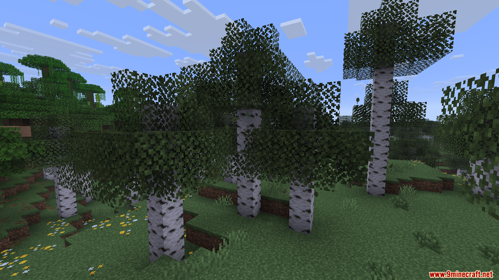 Birch trees with dense leaves growing in a field of yellow flowers
