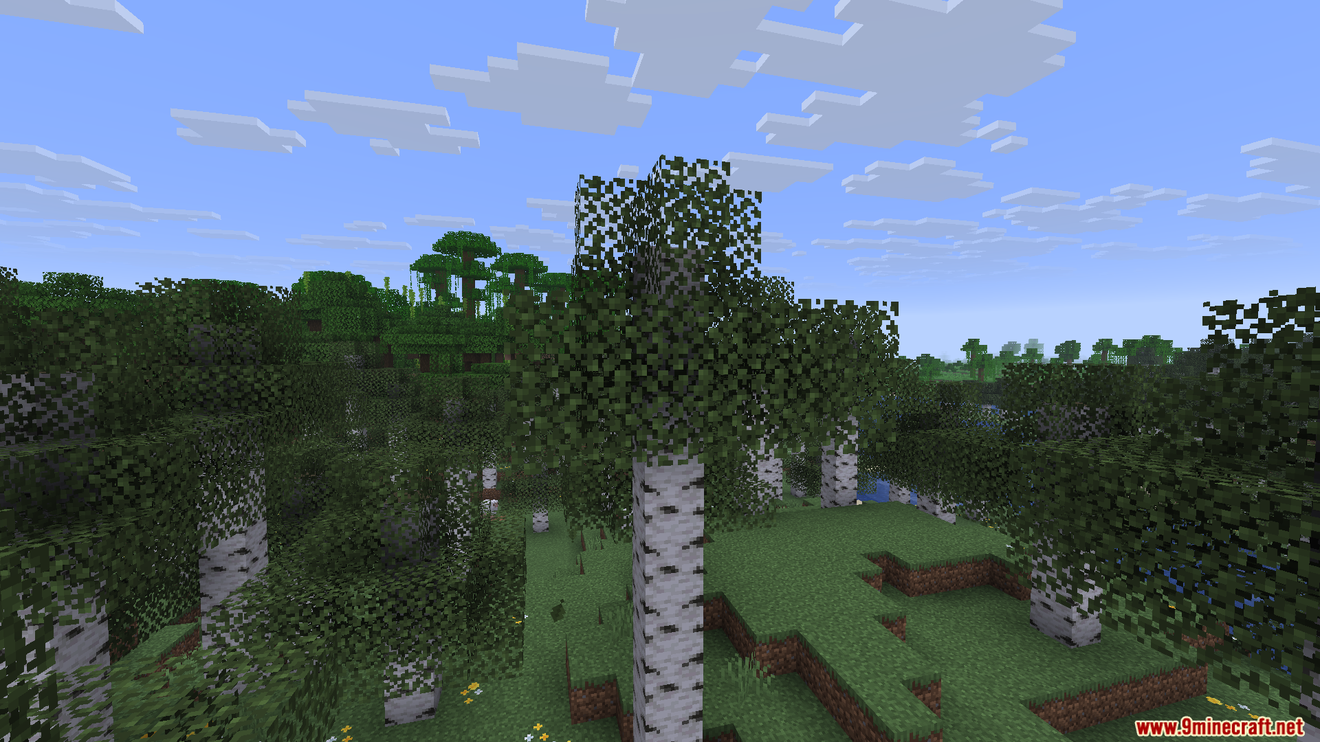 Birch trees with thick green leaves standing in a grassy forest biome
