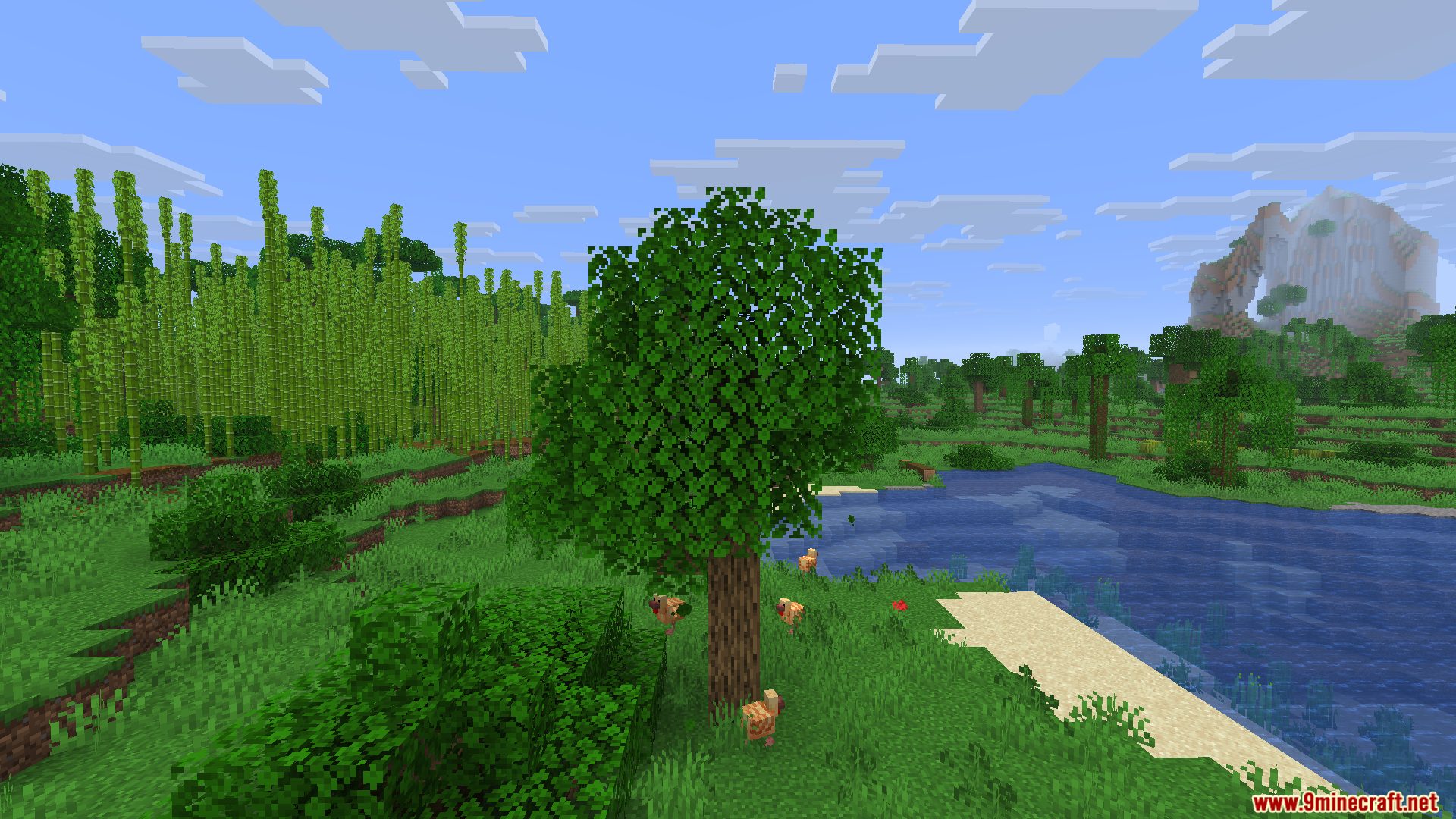 Chickens walking under an oak tree near a lake and bamboo forest