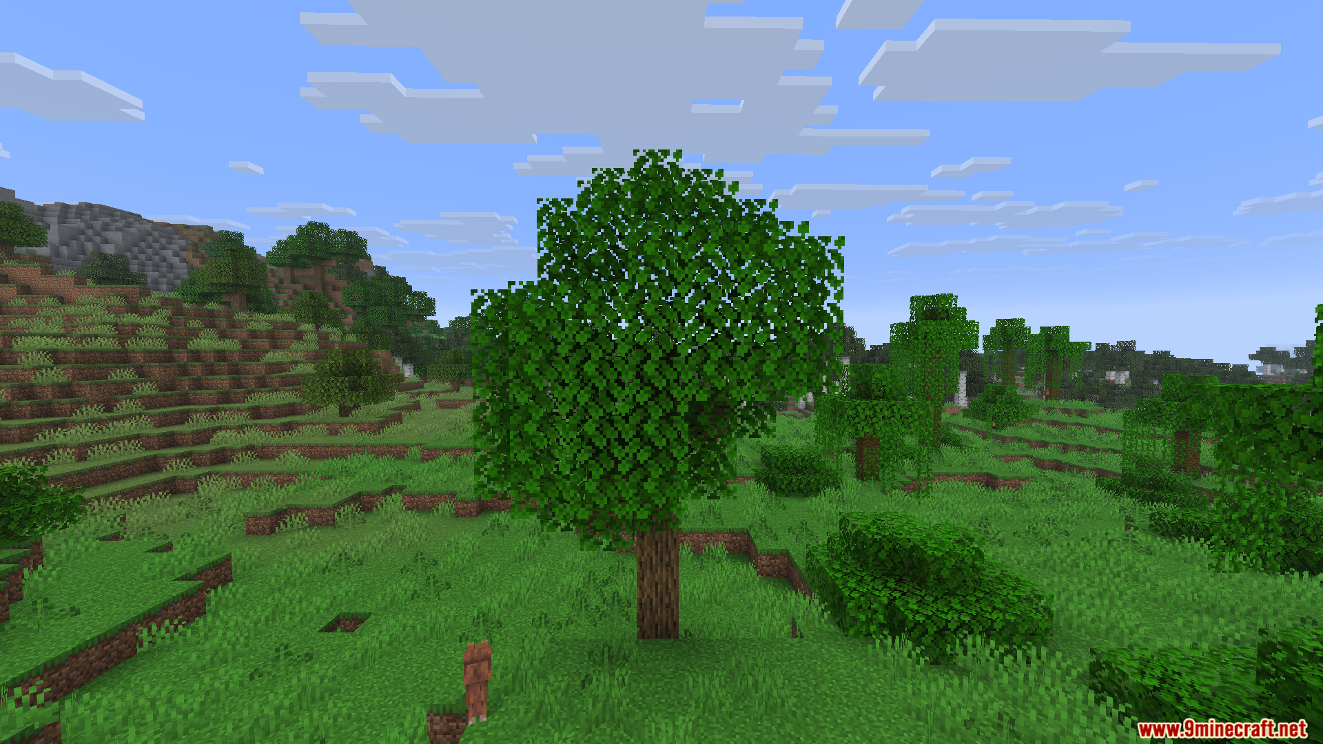 A tall oak tree with thick green leaves standing in a grassy field