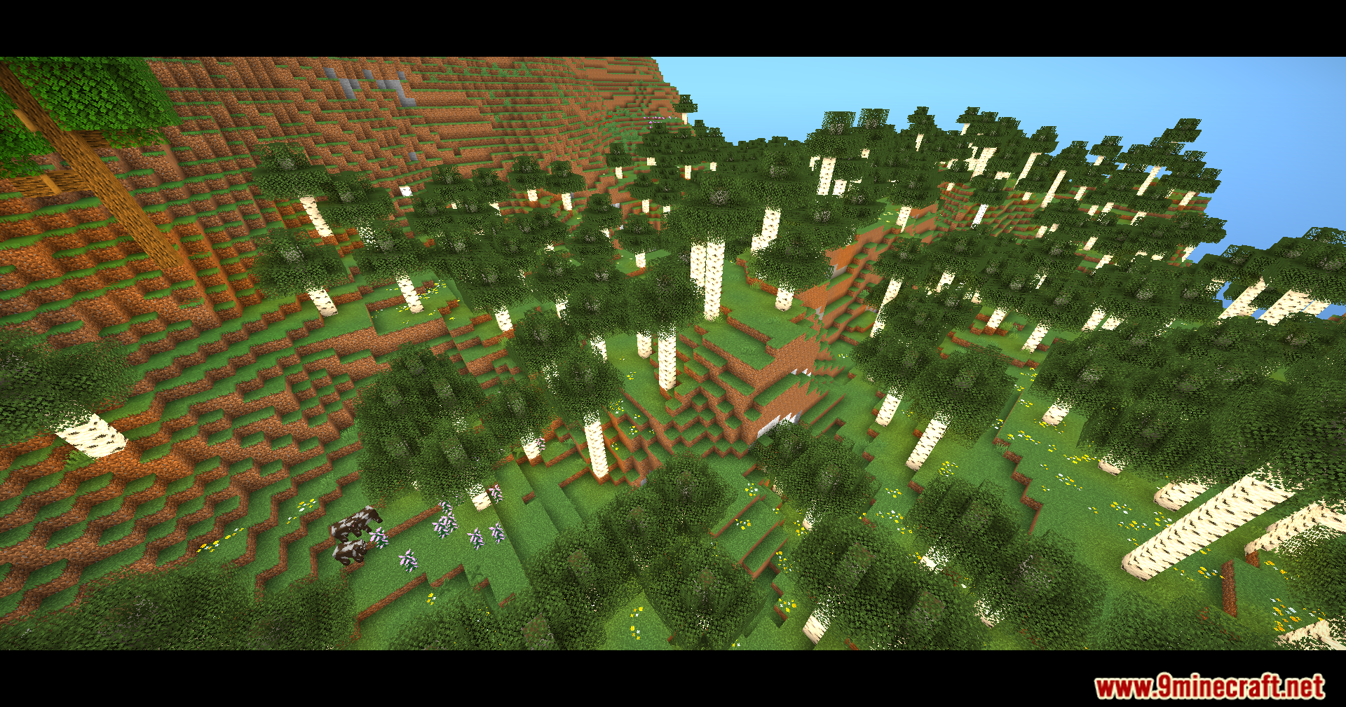 Cows grazing in a birch forest on a hillside with cinematic bars
