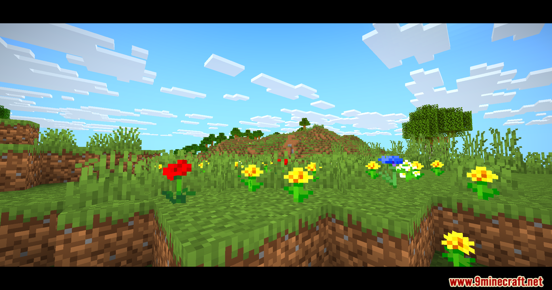 Colorful flowers blooming in a grassy field with cinematic black bars