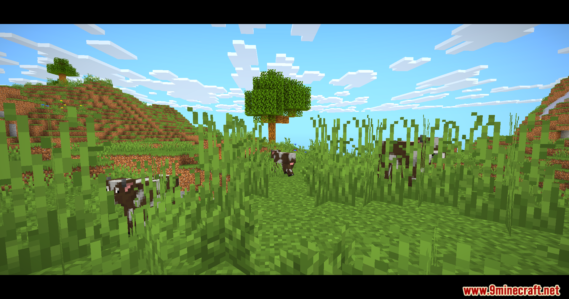 Cows graze in tall grass with Eclipse Lite Cinematic Shaders enabled