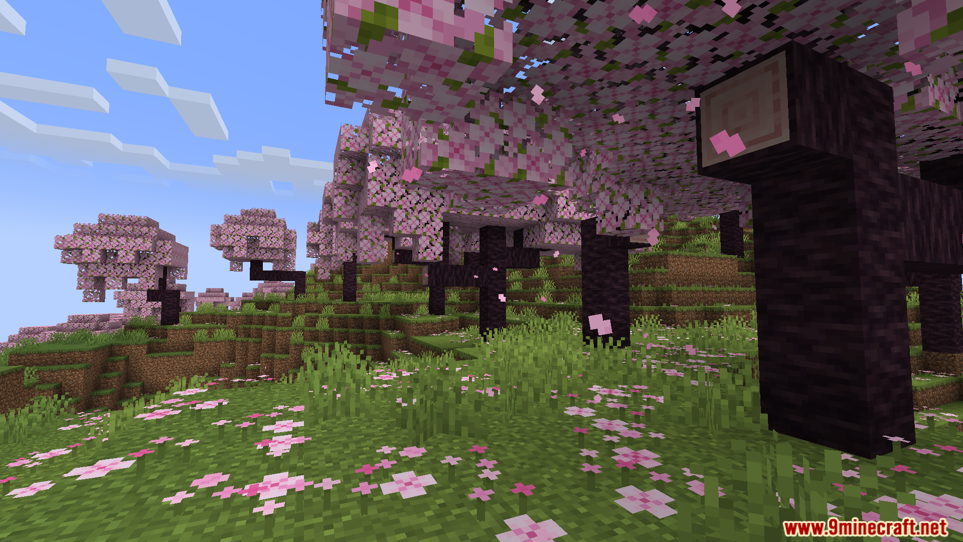 Beautiful cherry blossom trees with pink petals scattered across a grassy hill