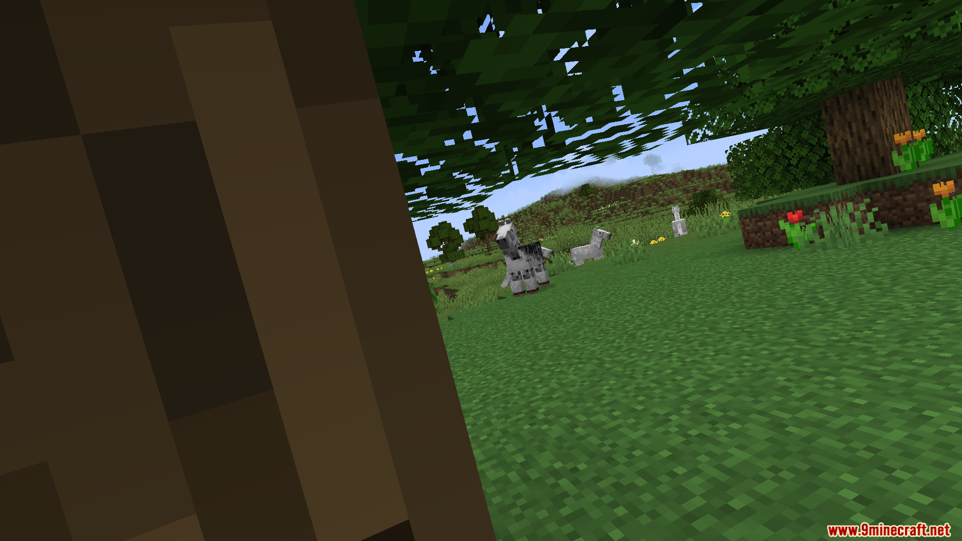 First person perspective of a player leaning to look at some llamas