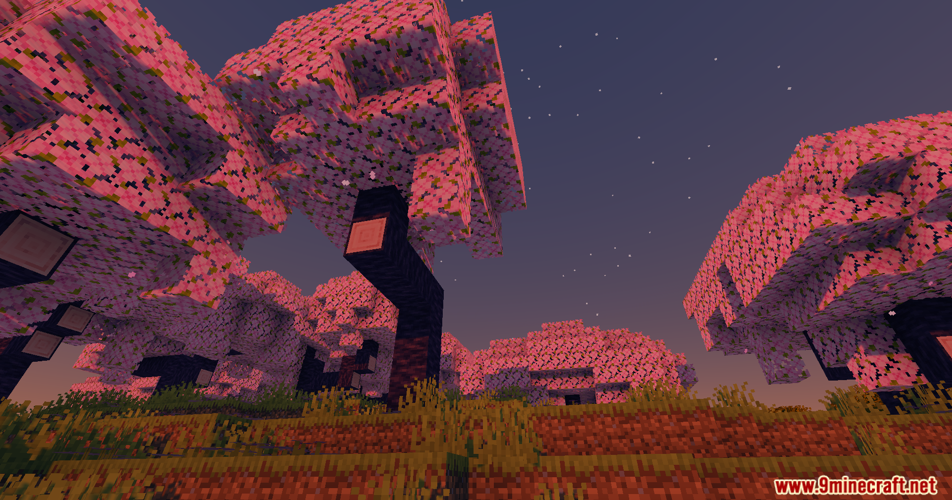 High Frames Plus Shaders Screenshot 3 High Frames Plus Shaders adds cinematic lighting to pink cherry blossom trees