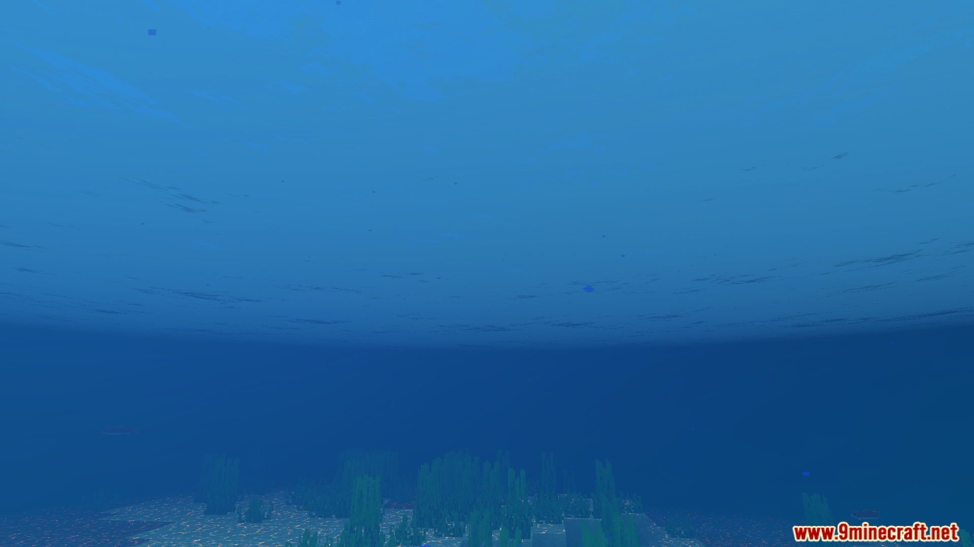 Clear blue underwater view showing seagrass and sand on the ocean floor