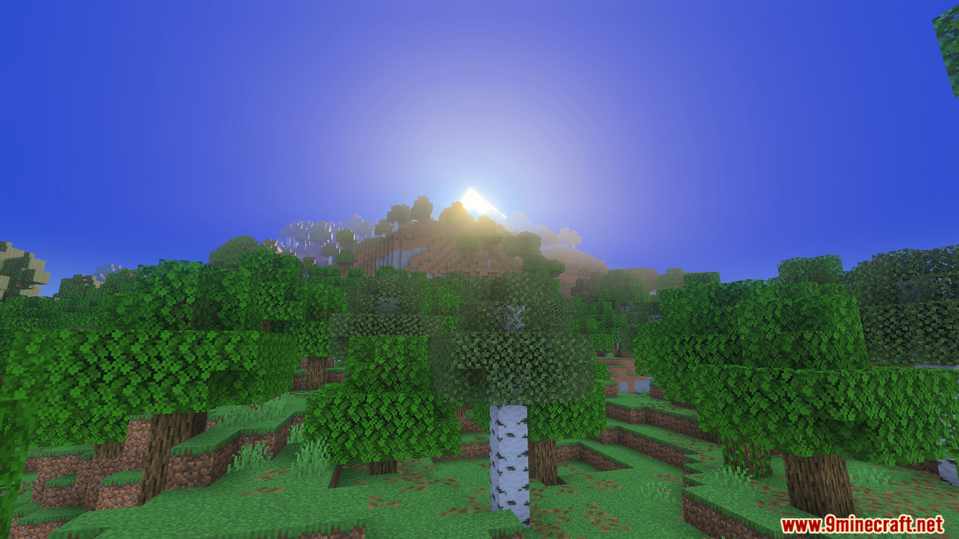 Warm golden lighting and god rays shining over a forest with birch trees