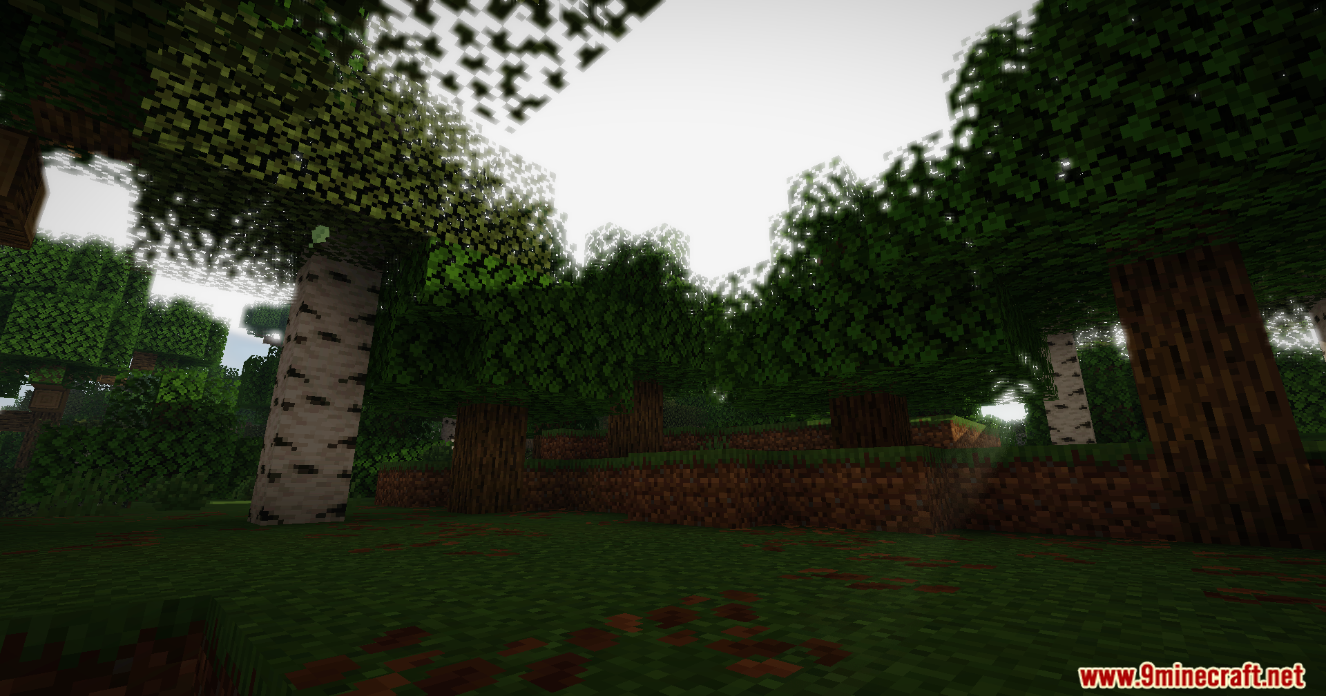 Soft sunlight filters through the leaves of birch trees in a forest