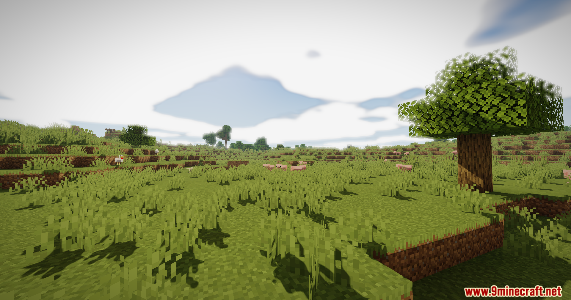 A peaceful grassy field with a single oak tree and soft natural shadows