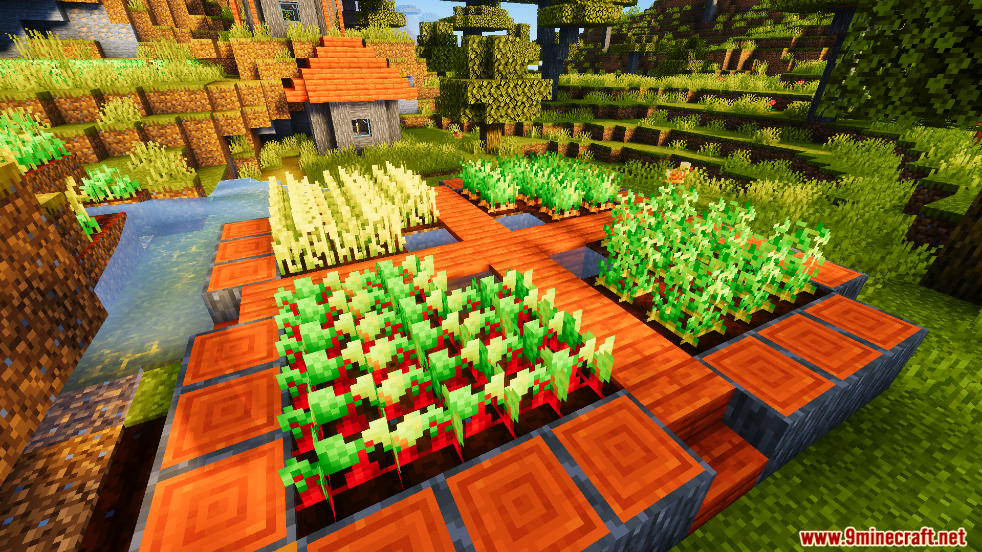 Mature wheat carrots potatoes and beetroots glowing in a farm near a house
