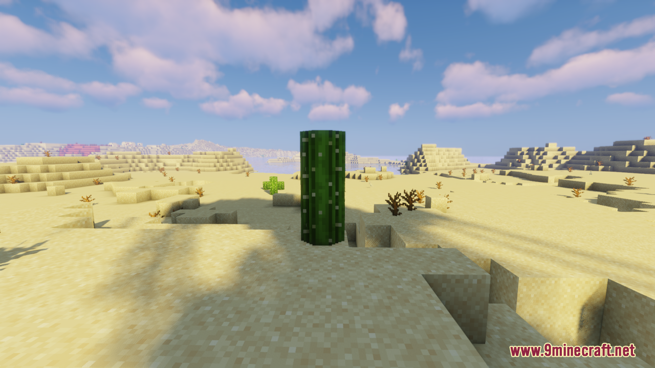 A tall rounded cactus stands in the middle of a vast sandy desert
