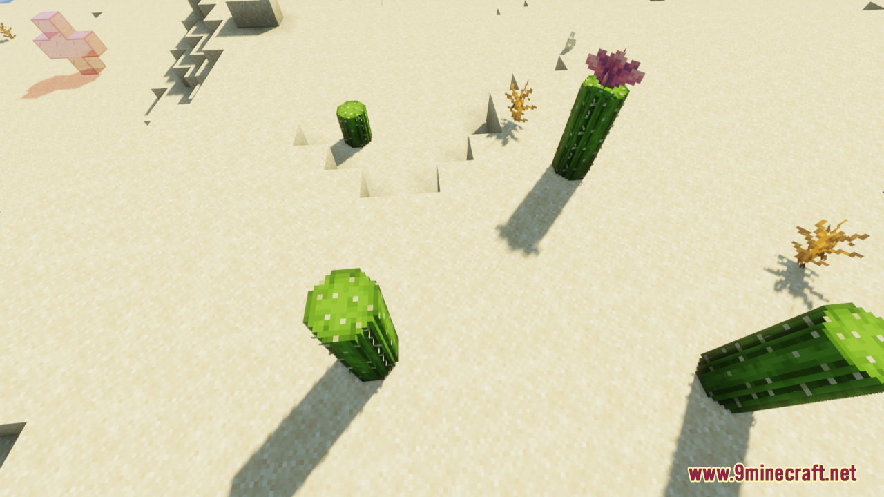 Aerial view of rounded cacti in a desert including one with a purple flower