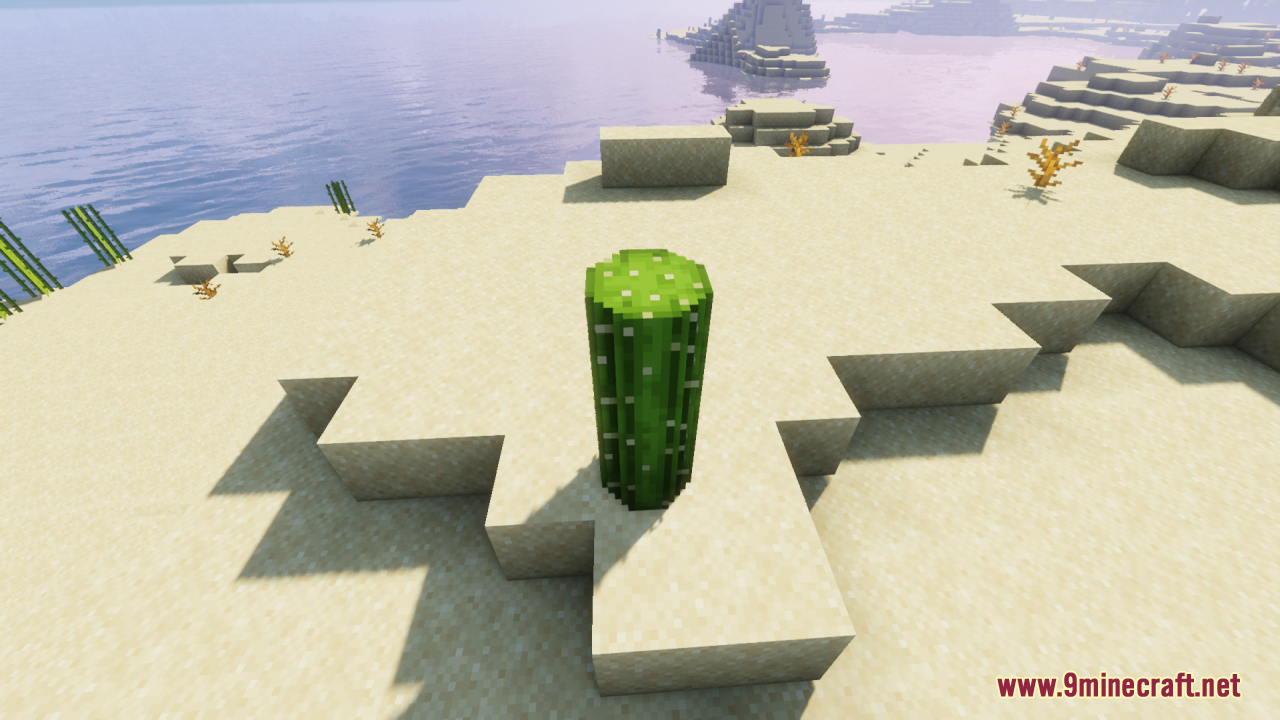 A rounded green cactus block sitting on sand near the ocean shore