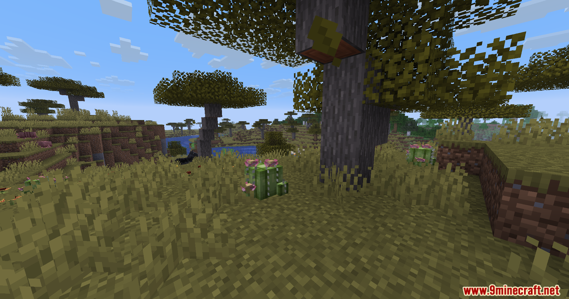 Serene Shrubbery Fabric Mod Screenshot 2 Crown cacti flowers growing naturally in a savanna biome with acacia trees