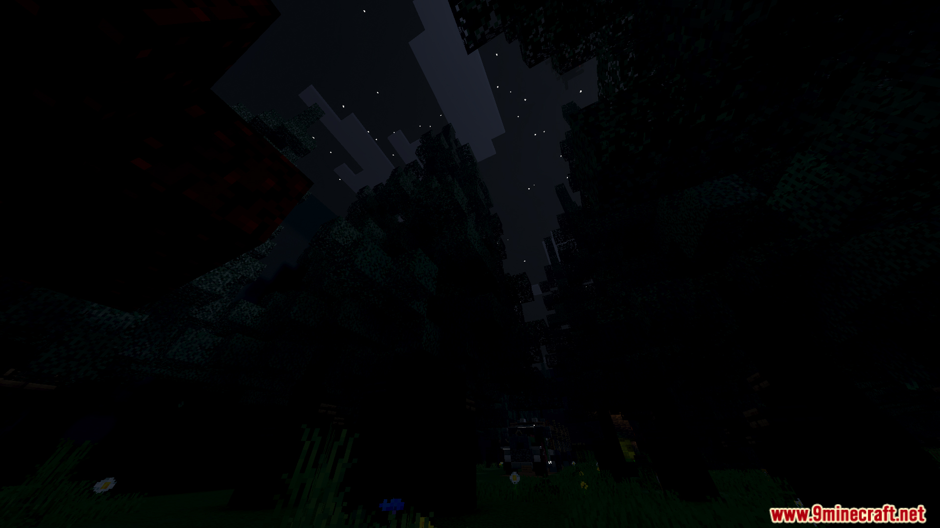 Dark forest at night with stars visible through the tall tree canopy