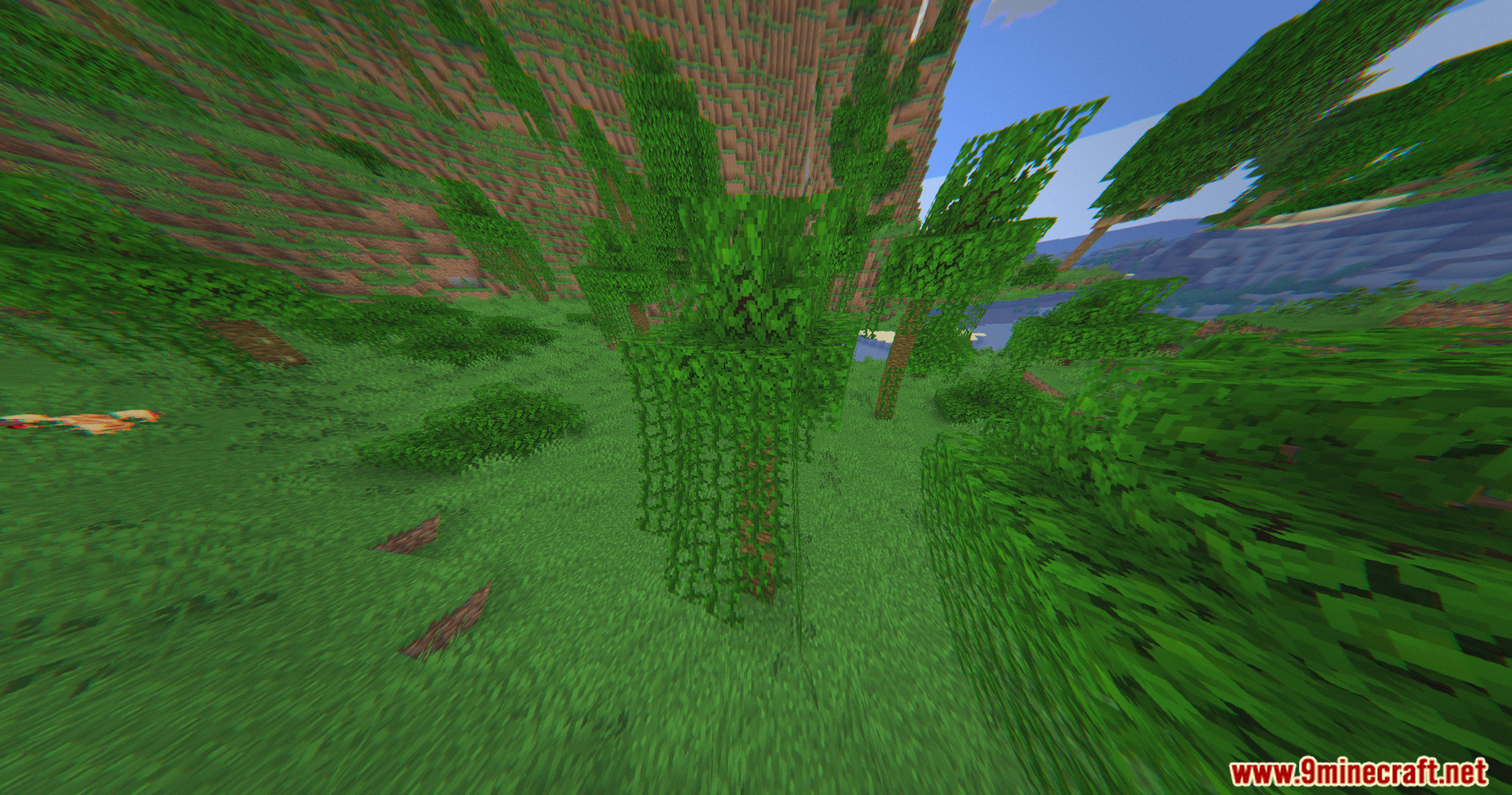 Lush jungle vines and trees captured with a wide angle camera lens