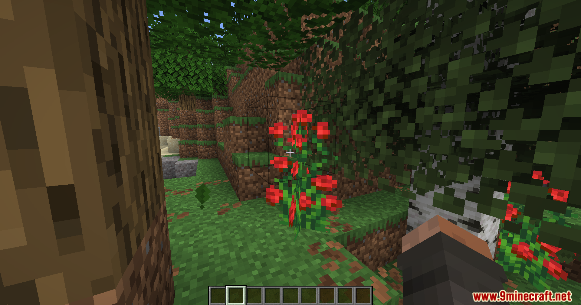 A rose bush highlighted by a black selection box in a forest