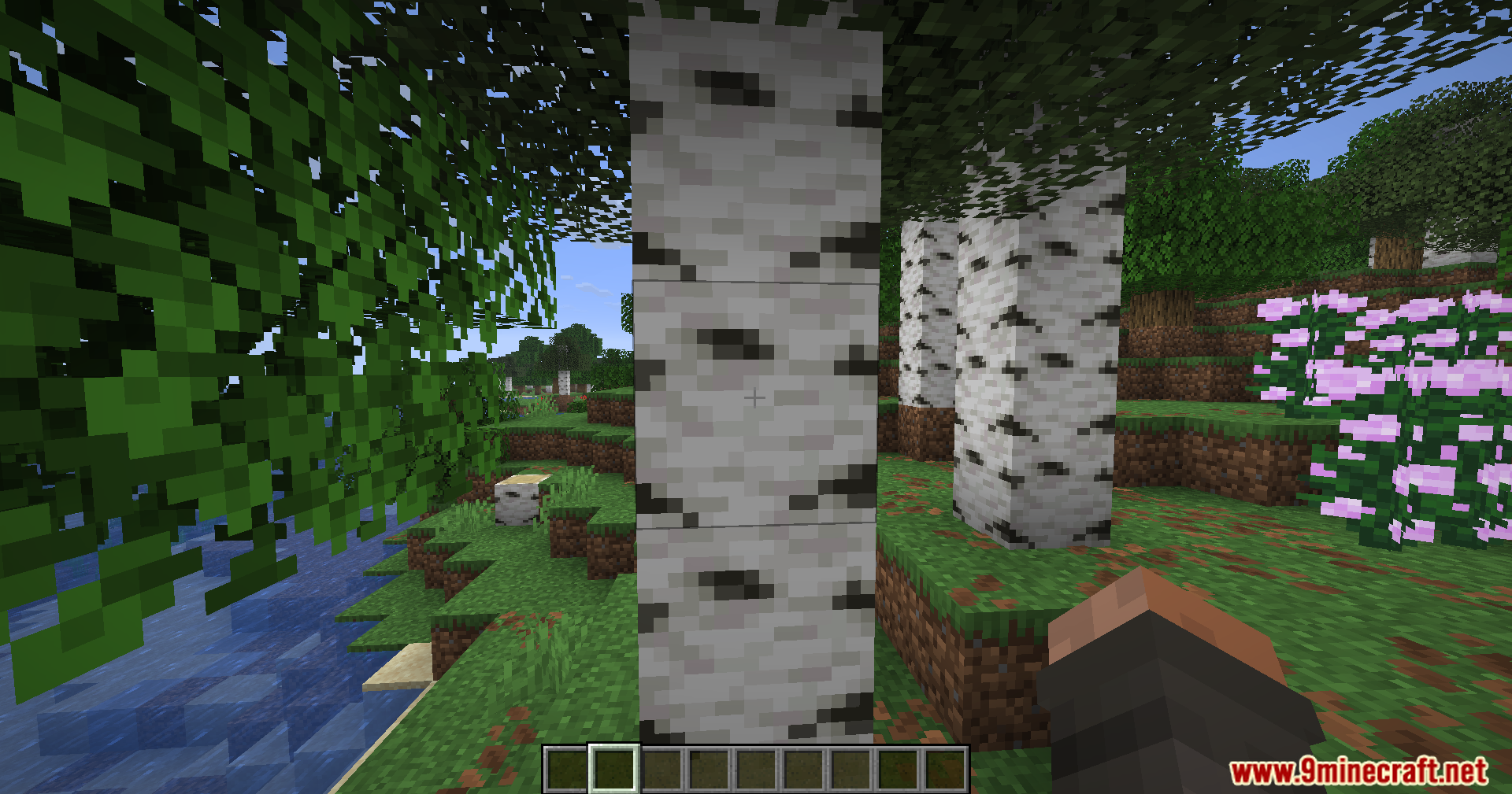 A birch tree trunk showing the default black outline around a block