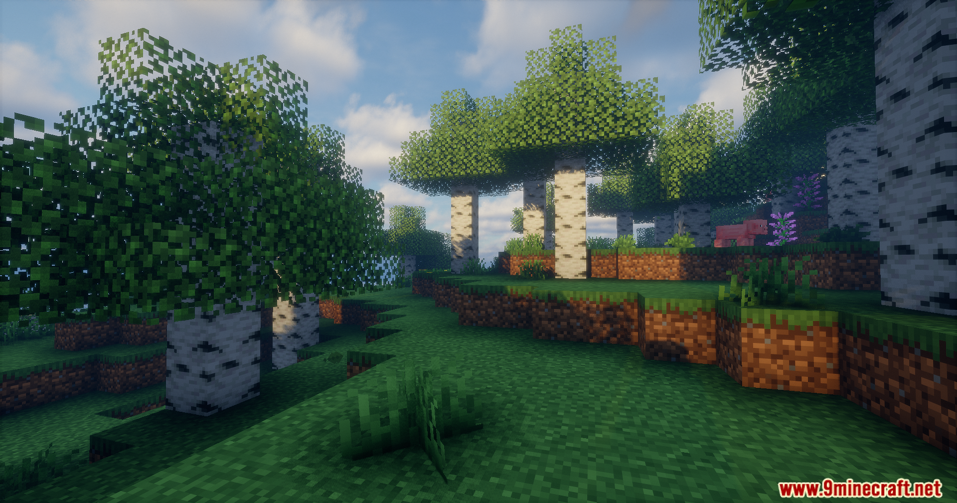 Sunlight filters through birch trees in a lush forest with realistic lighting effects
