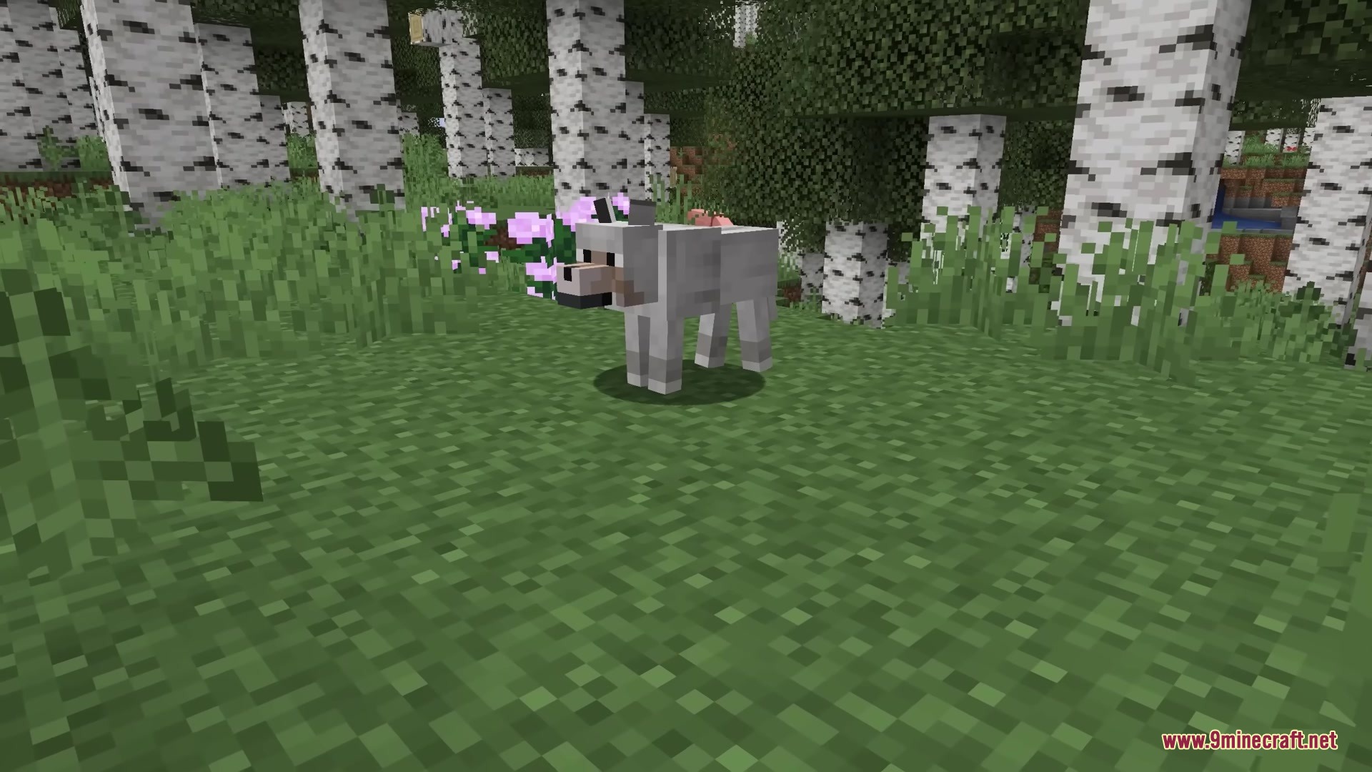 AL's Ghasts Revamped X Fresh Animations Resource Pack Screenshot 4 A wild wolf stands on the grass in a forest of birch trees